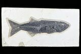 Uncommon, Mioplosus Fossil Fish - Wyoming #77817-1